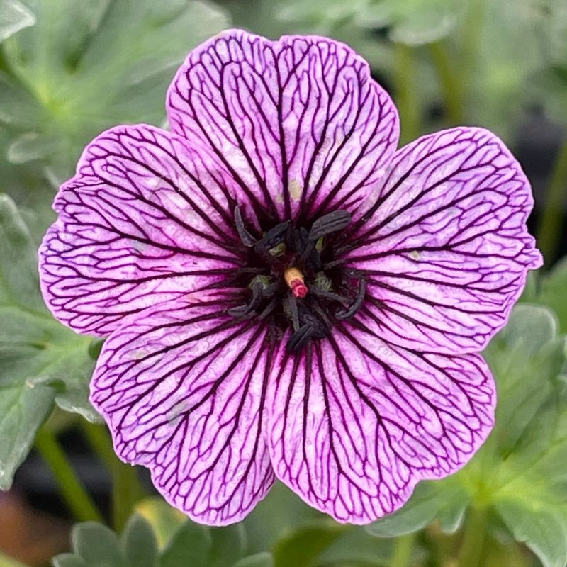 Cinereum Ballerina