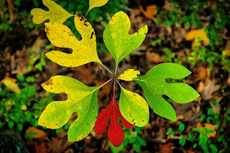 Sassafras