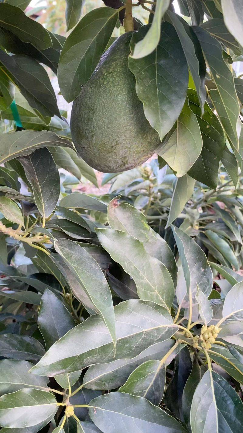 Avocado Trees: Green Gold for Mild Climates