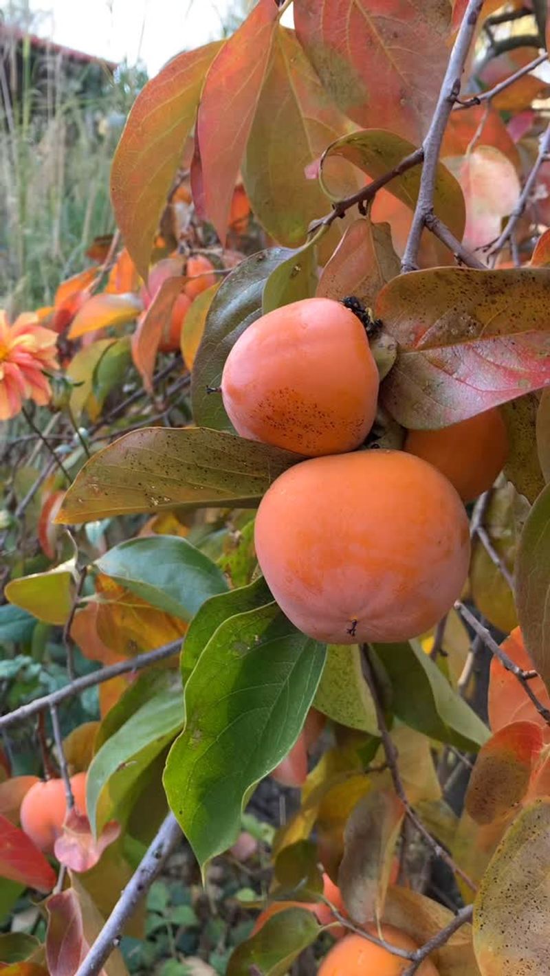 Persimmon Trees