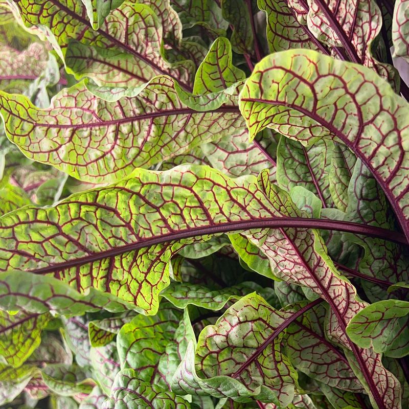 Sorrel