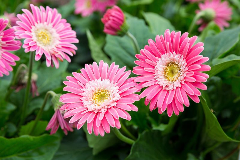 Gerbera Daisies