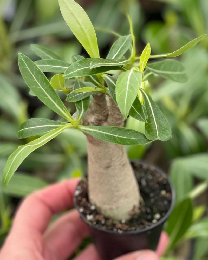 Adenium