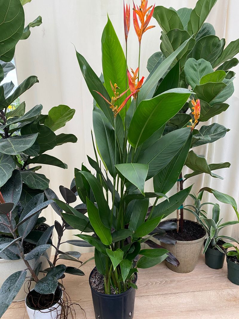 Heliconia