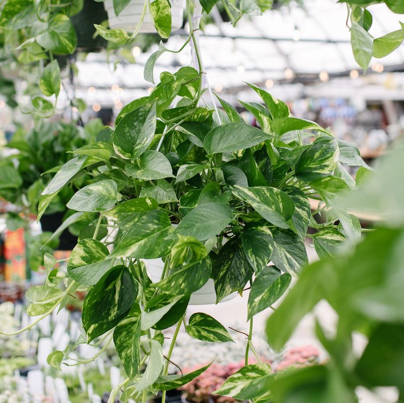 Pothos Gets a Growth Boost