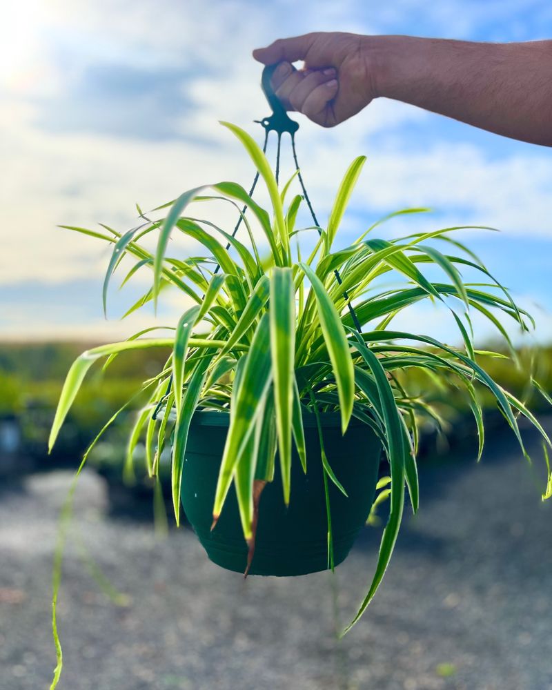 Spider Plant