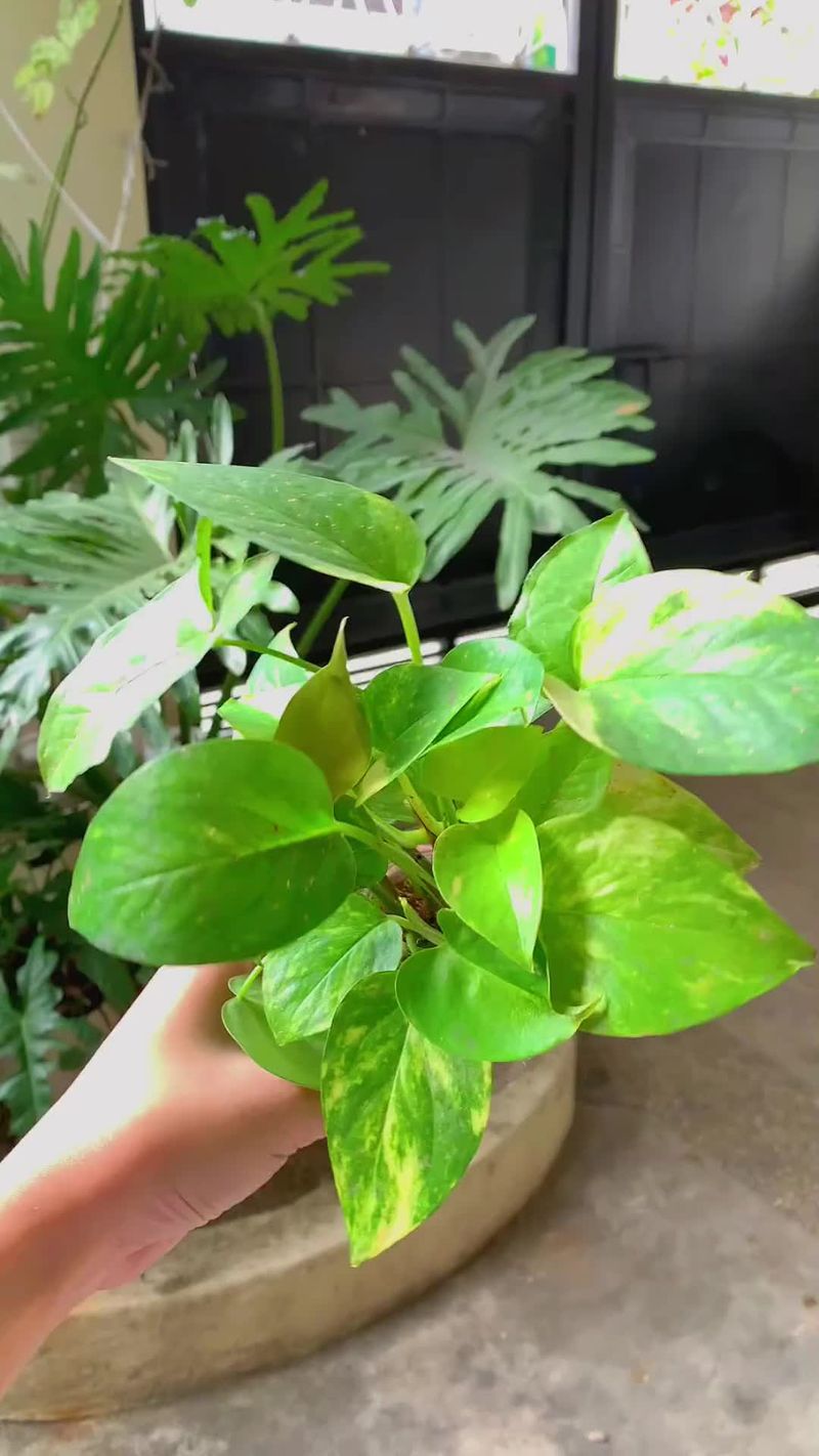 Pothos