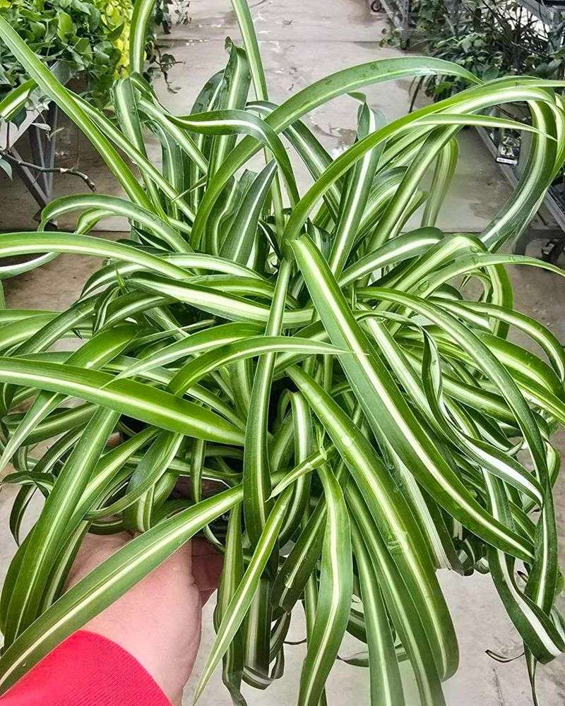Spider Plant