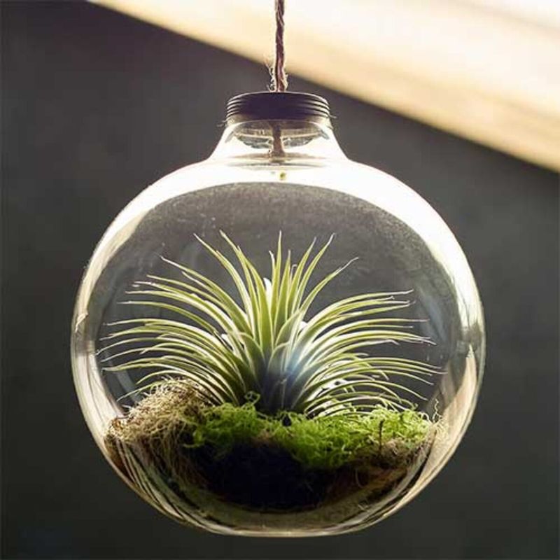 Air Plants (Tillandsia)