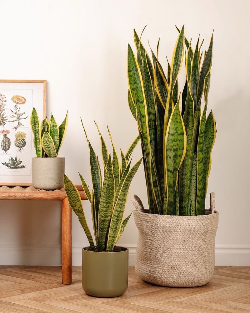 Snake Plant
