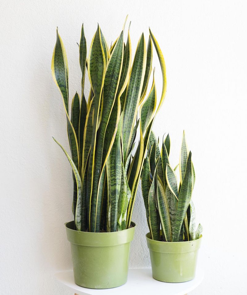 Snake Plant (Sansevieria trifasciata)