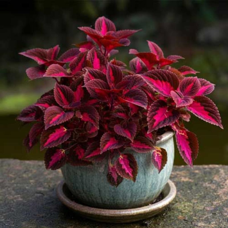 Coleus (Plectranthus scutellarioides)