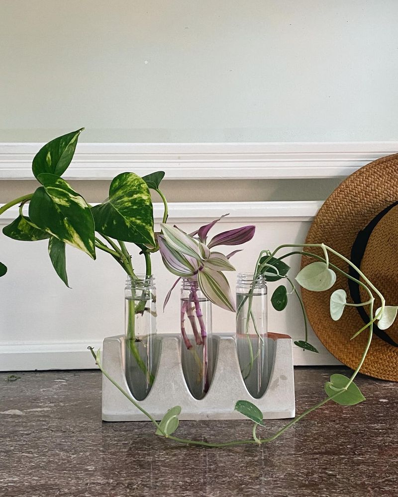 Pothos Cuttings