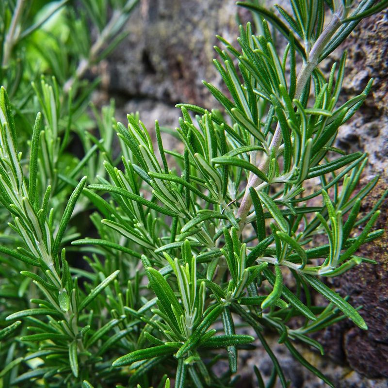 Rosemary: The Aromatic Respiratory Aid