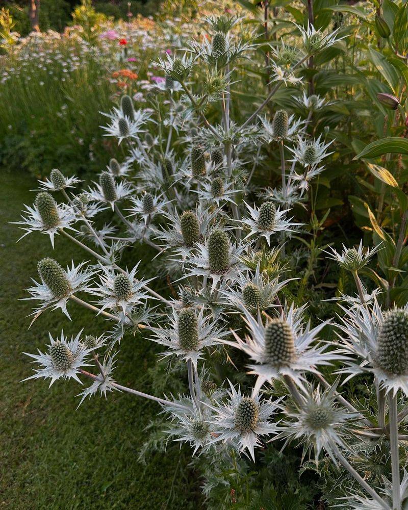 Sea Holly 'Miss Wilmott's Ghost'