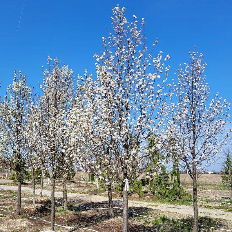 Pear Trees: Elegant and Long-Lived