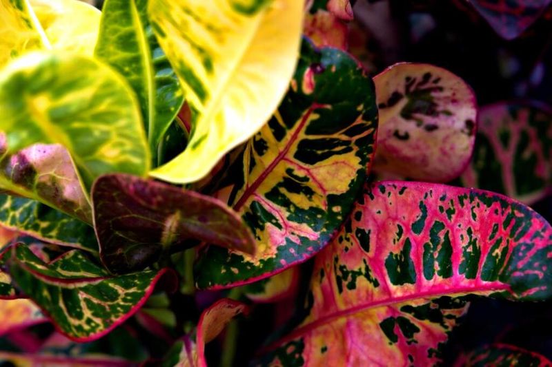 Croton: The Colorful Sun-Fearer