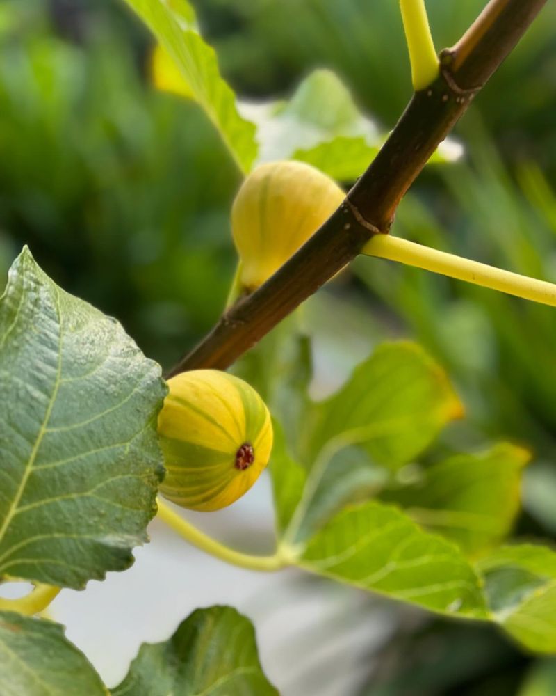 Fig Trees: Mediterranean Charm
