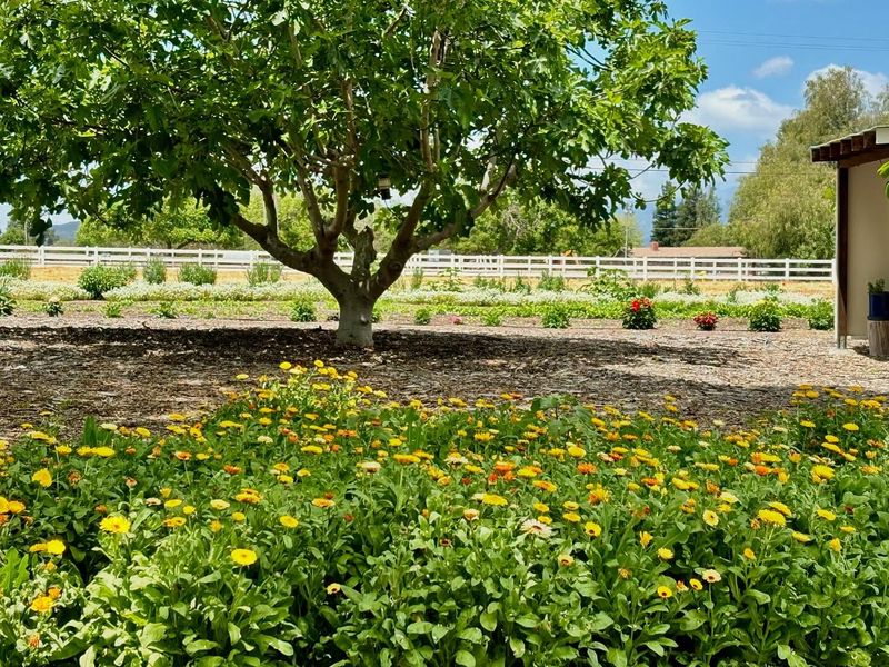 Fig Trees and Raspberry Bushes