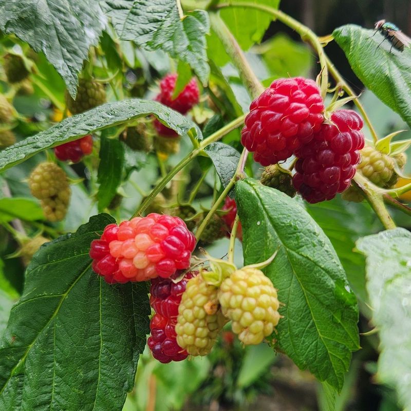 Raspberries