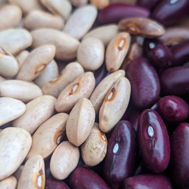 Beans - Nitrogen Fixers