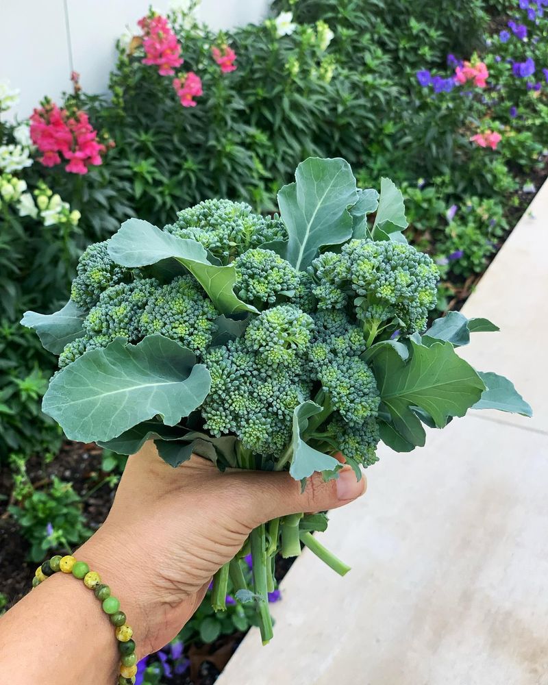 Broccoli Without Bitter Aftertaste