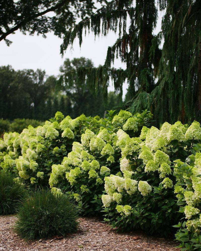 Little Lime Hydrangea