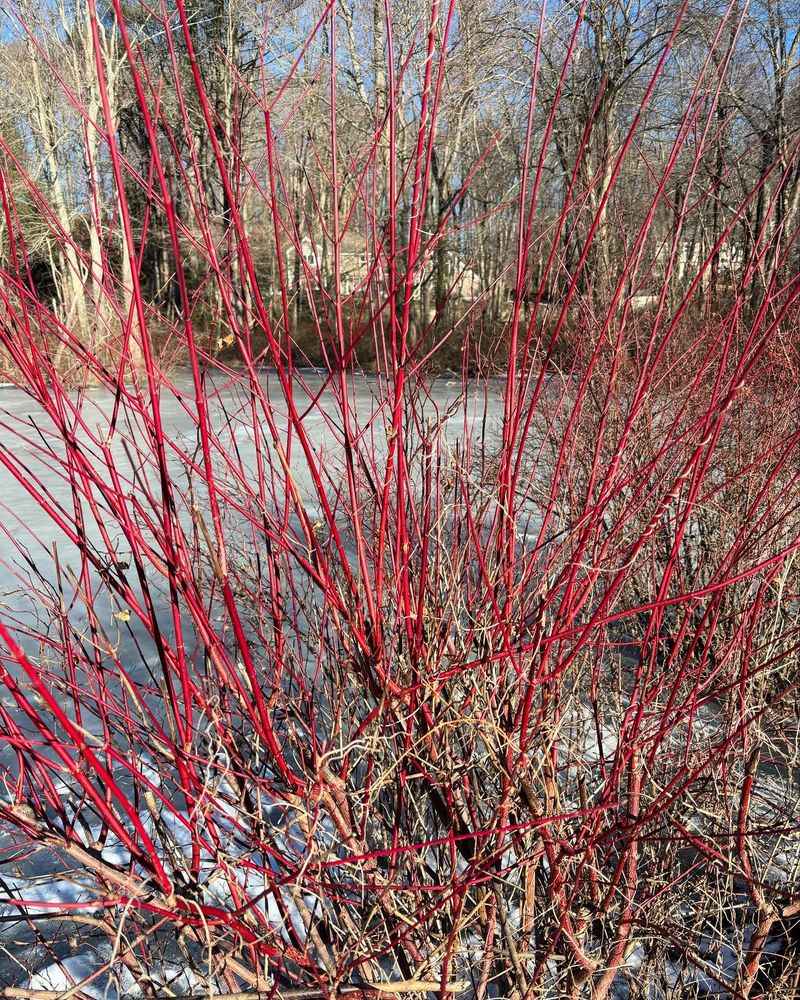 Red-Twig Dogwood (Cornus sericea)