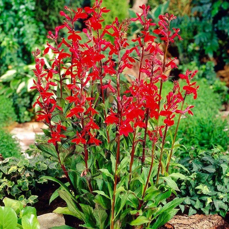Cardinal Flower