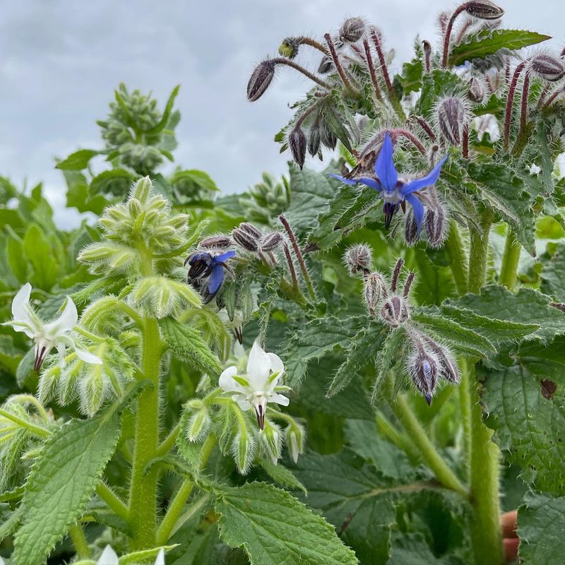Borage (When Overcrowded)