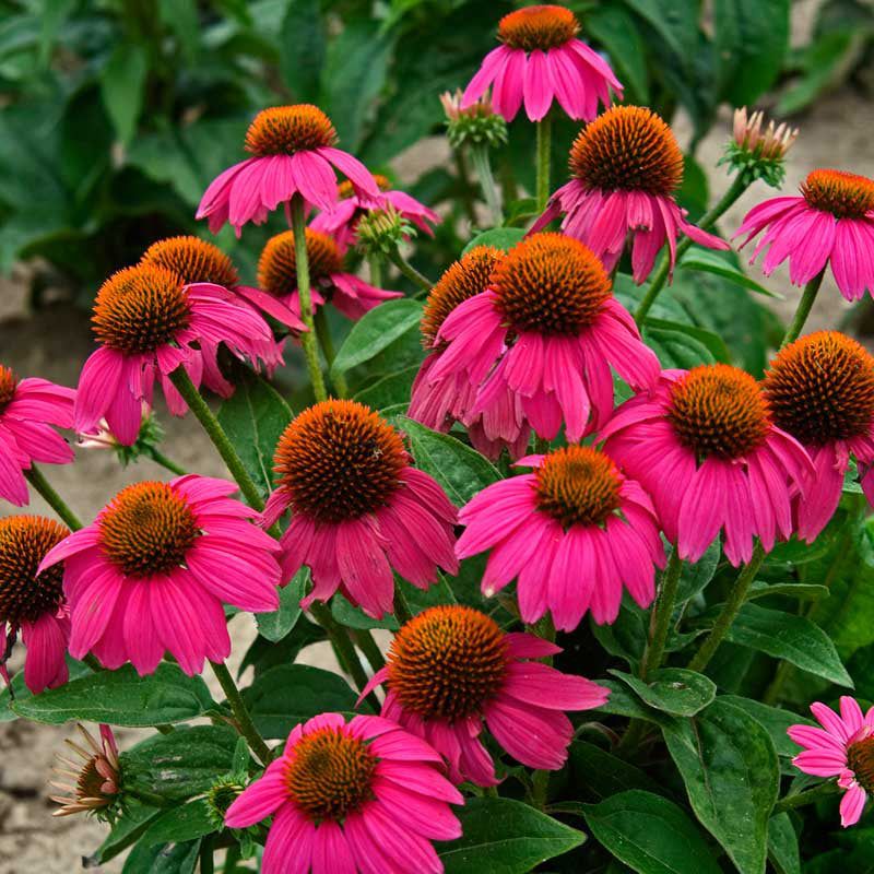 Echinacea 'PowWow Wild Berry'