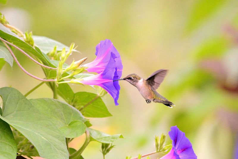 Morning Glory