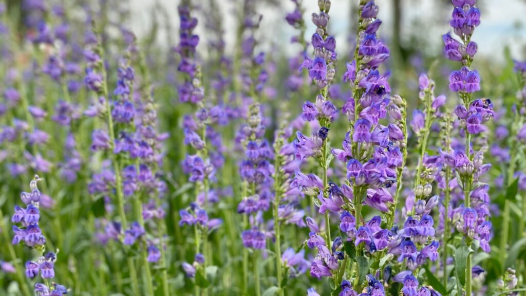 penstemon in bloom