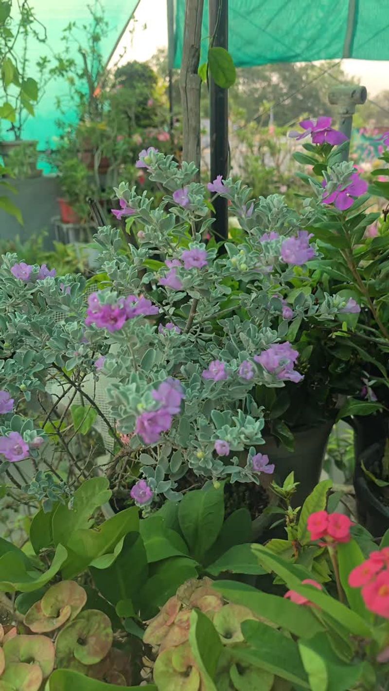 Texas Sage