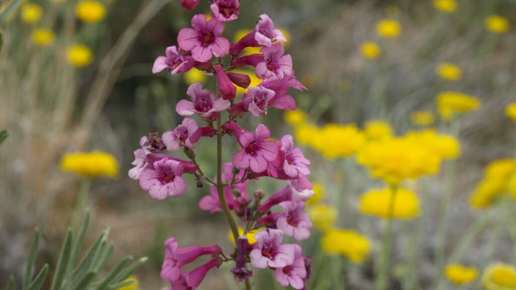 purple penstemon flower cluster