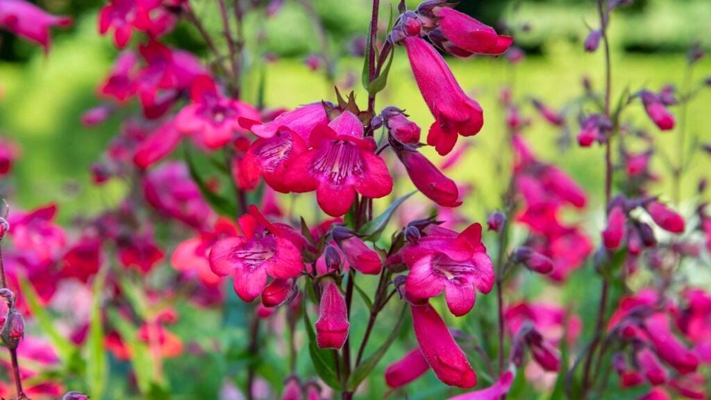 pink penstemon flower