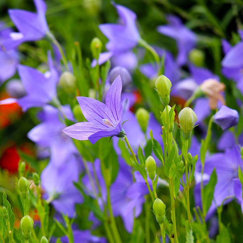 Balloon Flower (Platycodon)