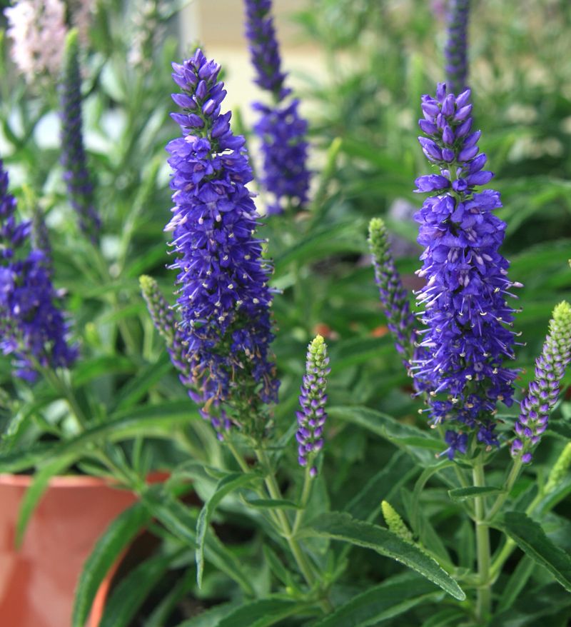 Veronica: Spike of Brilliance