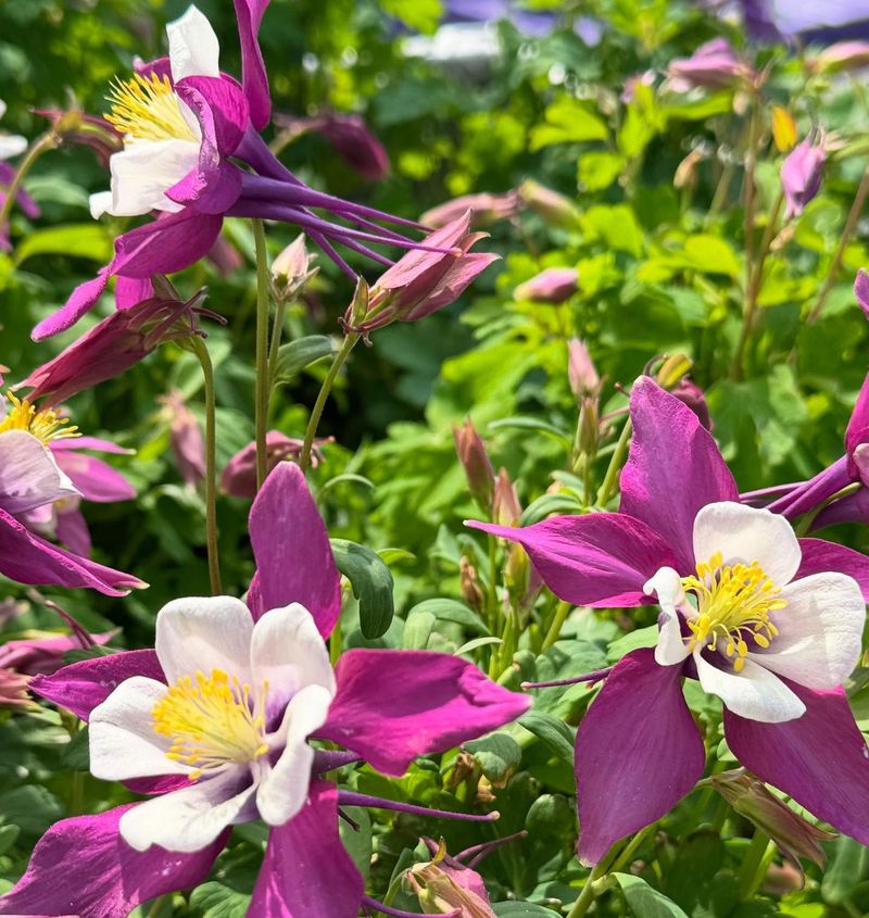 Columbine: The Woodland Dancer