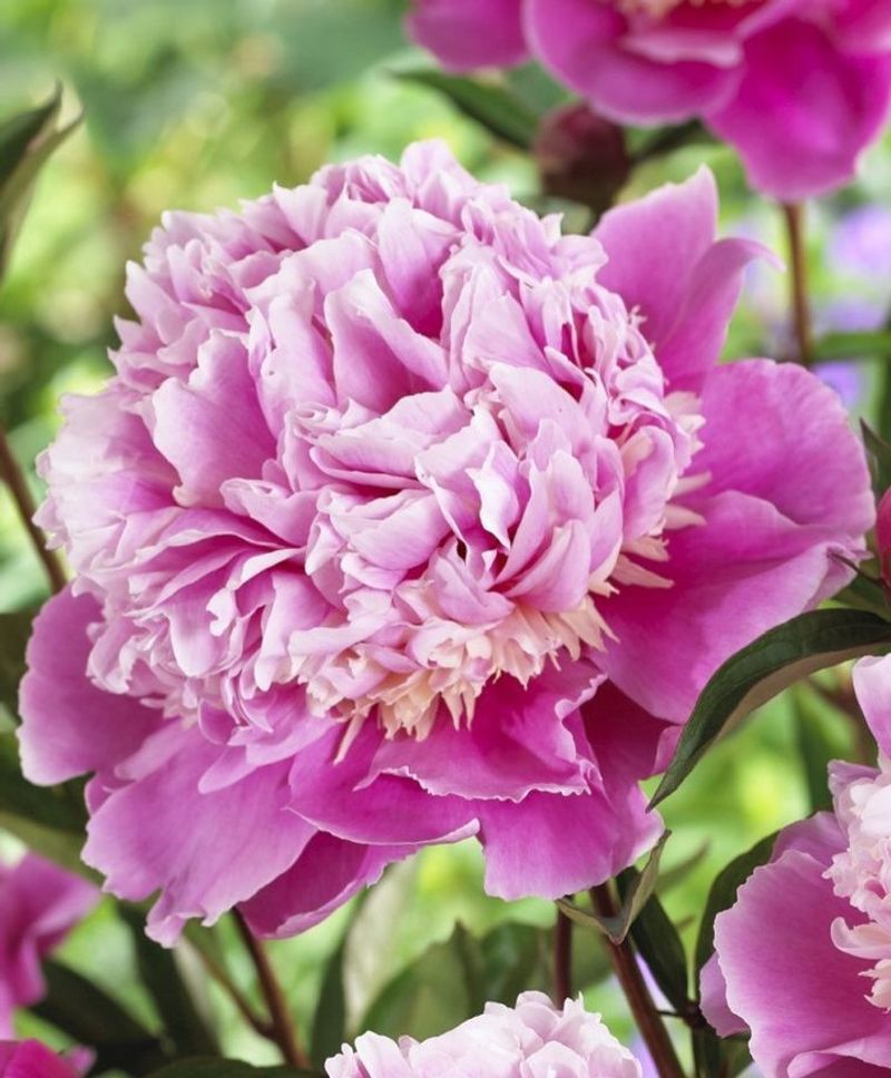 Peony's Sunshine Obsession