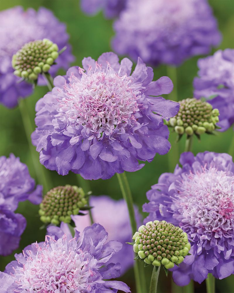 Scabiosa