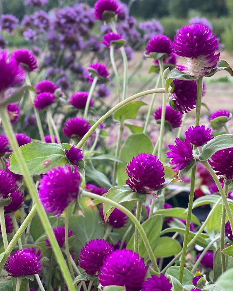 Gomphrena