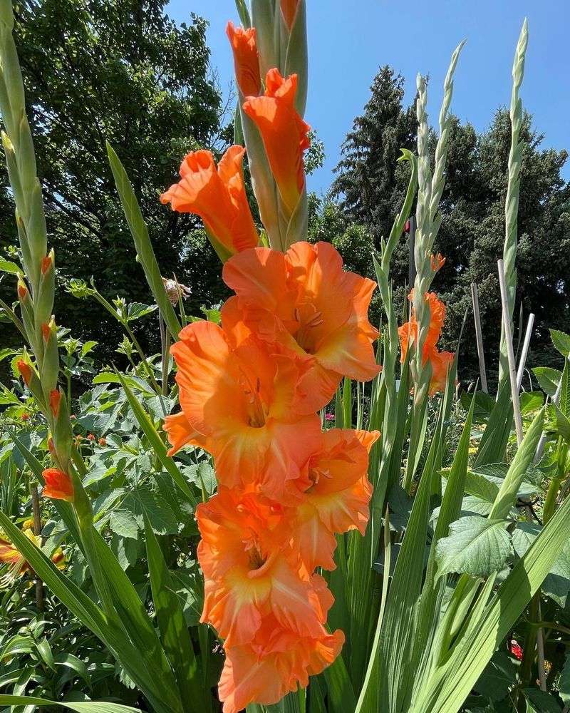 Gladiolus