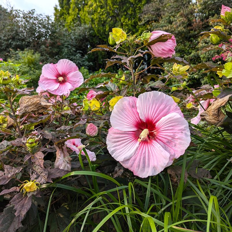 Hibiscus
