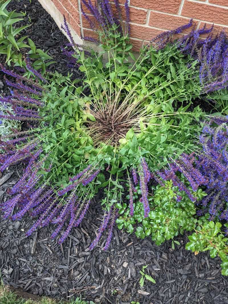 Salvias