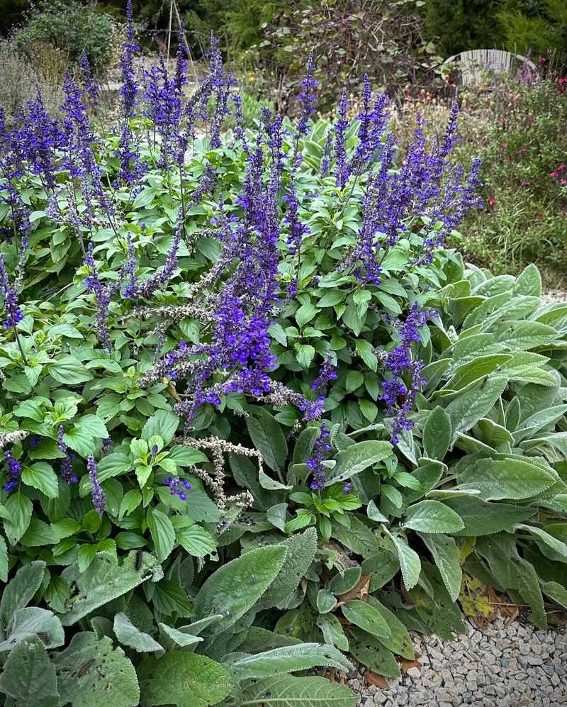 Salvia