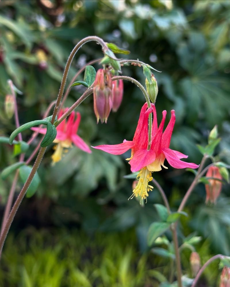 Columbine: Self-Seeding Beauty That Needs Direction
