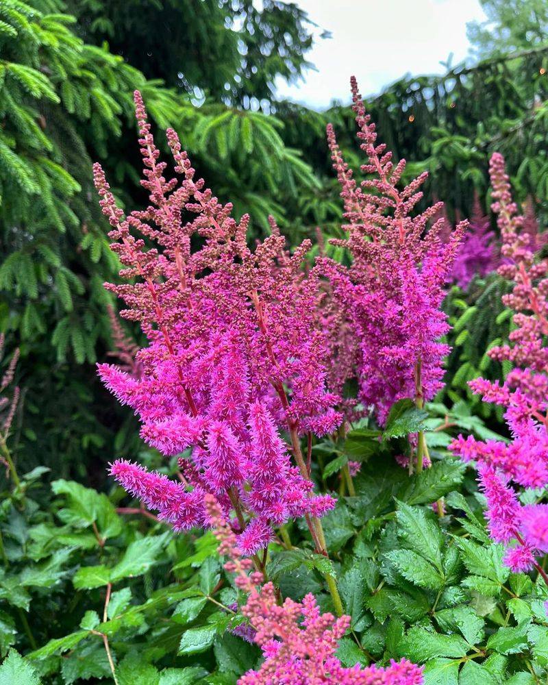 Astilbe: Feathery Plume Makers