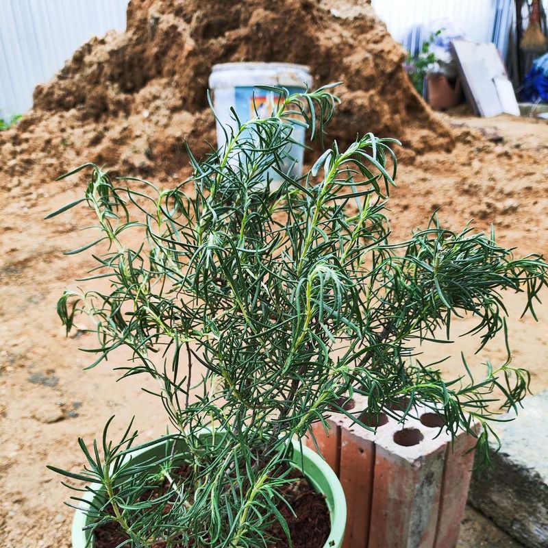 Russian Sage Rebels Against Confinement