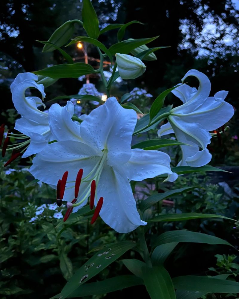 Oriental Lilies: Evening Perfumers